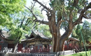 晋祠作文600字观后感模板5篇