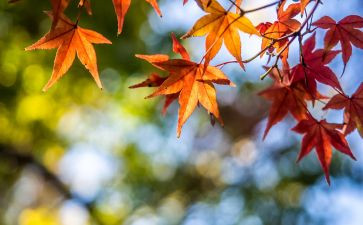 秋天写景的作文优秀7篇