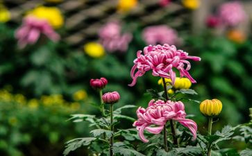 小菊花作文模板8篇