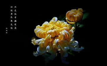 关于菊的作文6篇