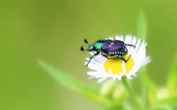 昆虫传读后感6篇