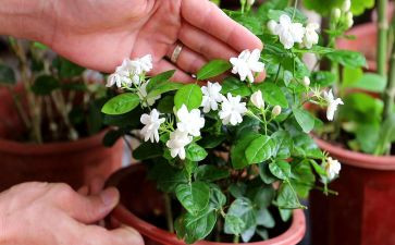 茉莉观后感8篇