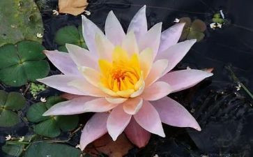 游莲花岩作文优质6篇