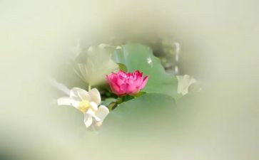 采莲记作文8篇