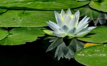 游莲花岩作文参考5篇