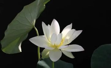 莲主题演讲稿推荐8篇
