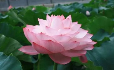 榴莲的作文600字8篇