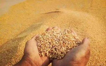 关于粮食的话题作文6篇