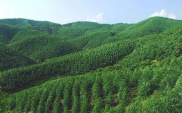 林场个人总结2023推荐6篇