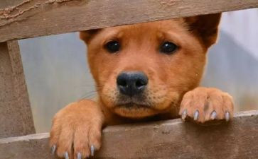 关于流浪猫的心得体会7篇