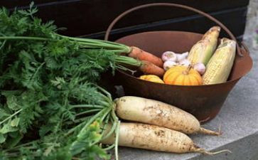 种萝卜语言教案优质7篇