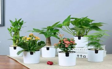绿化工作的工作总结最新6篇