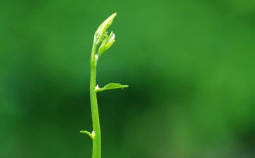 绿色环保日演讲稿300字5篇