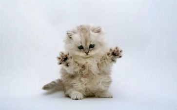 狗猫鼠的阅读后感参考8篇