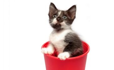 读老舍的猫读后感模板5篇