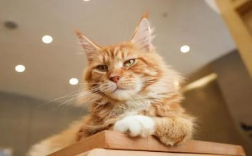 猫和狗的故事读后感精选8篇
