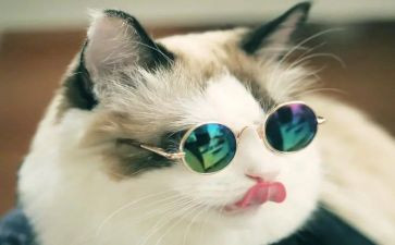 一只想飞的猫读后感读后感参考6篇