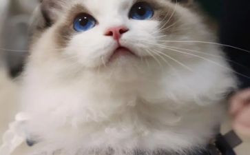 猫的特点作文300字优秀6篇