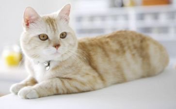 勒以的猫读后感200字5篇