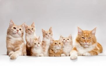 毛毛猫的读后感7篇