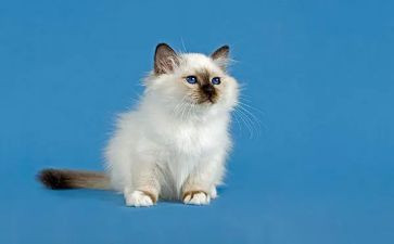 一只想飞的猫读后感读后感8篇