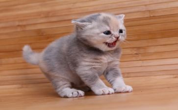 怕老鼠的猫读书心得体会8篇