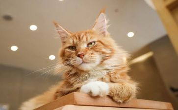 我的猫朋友作文初中600字8篇