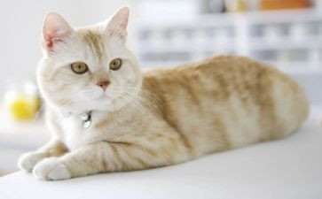 猫的读后感1000字精选6篇