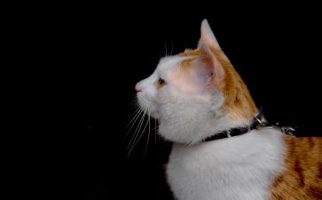 四年级下册猫读后感8篇