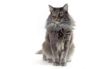写小猫的作文300字参考8篇