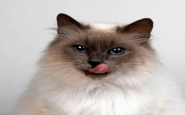 说话的猫读后感8篇
