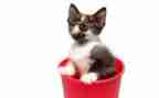 读老舍的猫读后感模板5篇