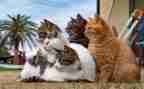 猫王国读后感7篇