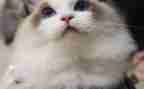 猫的读后感1000字推荐6篇