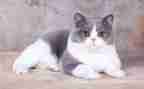 猫的特点作文300字5篇