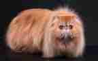 写我的小猫作文300字最新6篇