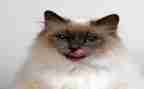 说话的猫读后感8篇
