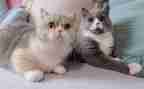 《猫和老鼠》的读后感5篇