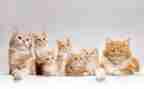 猫与金鱼作文400字6篇