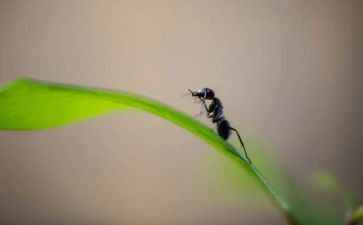 蚂蚁数学教案8篇