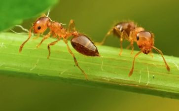 抓蚂蚁教案精选5篇