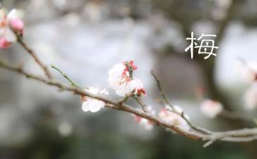 家乡的杨梅作文8篇