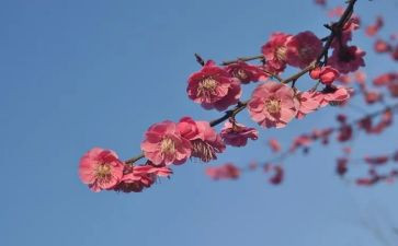 梅子涵读后感5篇
