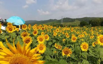 2023最美教师观后感模板7篇