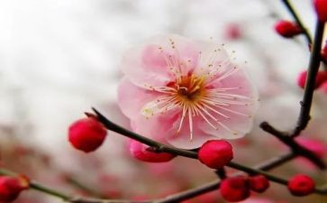 梅花泉的作文模板5篇