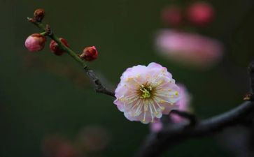 梅花魂600字读后感5篇