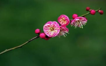 梅花泉的作文通用6篇