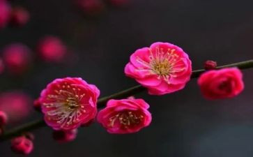 梅花作文以物喻人的作文7篇