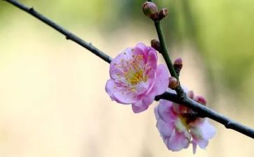 梅花林读后感5篇