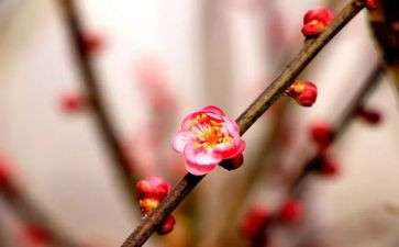 植物梅花作文5篇